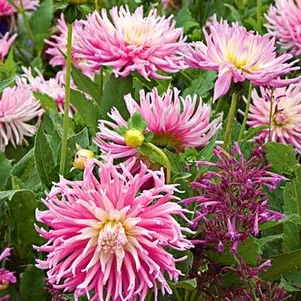 

Георгина Старс Фейворит бахромчатая