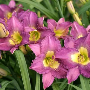 

Лилейник Сайлент Сентри