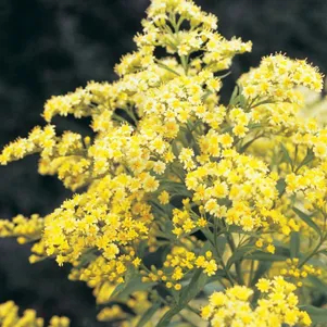 

Солидастер желтый Леморе (Бисерная астра)