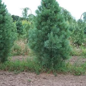 

Сосна Веймутова Фастигиата