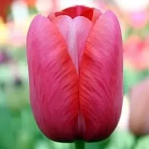 

Тюльпан Ренаун простой поздний 5шт.