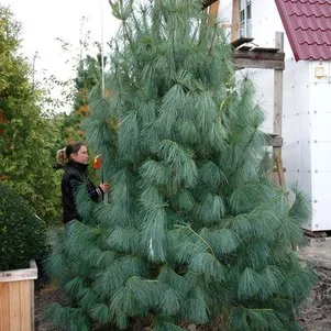 

Сосна Гималайская.