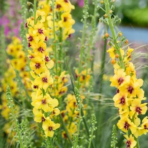 

Вербаскум (коровяк) Костволд Квин