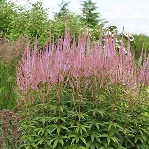 

Вероникаструм Адорейшен