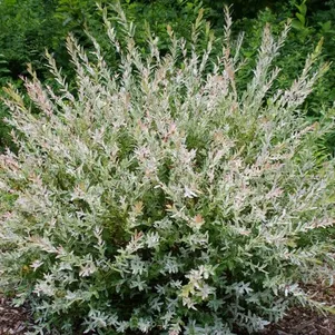 

Ива Хакуро Нишики (розовые листья)