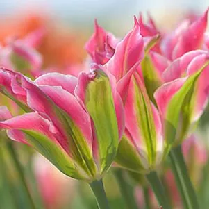 

Тюльпан Виришик зеленоцветный 5шт.