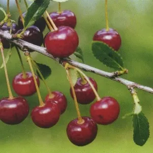 

Вишня Горьковская