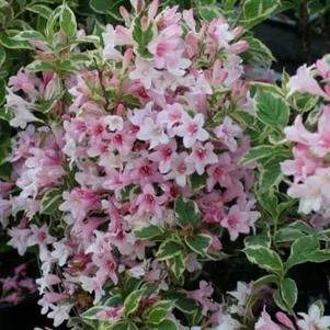 

Вейгела Нана Вариегата