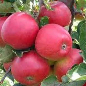 

Яблоня Афродита