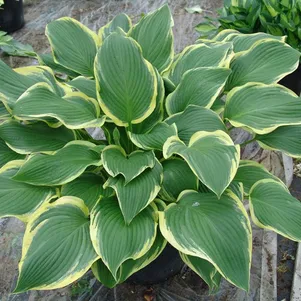 

Хоста Еллоу ривер (ML)