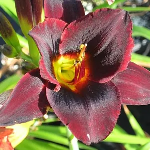 

Лилейник Чоколат Кэнди