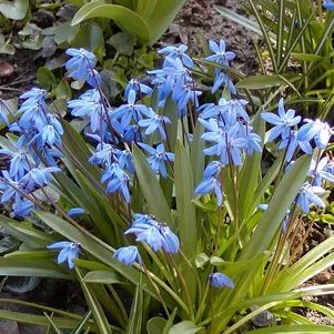 

Сцилла Сиберика 10шт