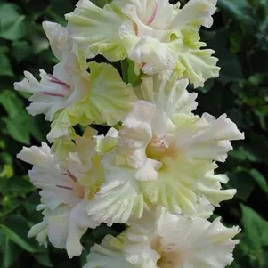 

Гладиолус Чародейка