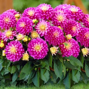 

Георгина Геллери Рембрандт бордюрная