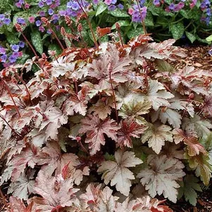 

Гейхерелла Барнишед Бронз