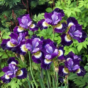 

Ирис сибирский Контраст ин Стайлс