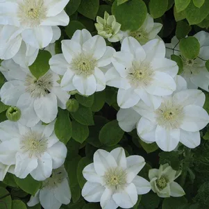 

Клематис Джернси Крим крупноцветковый (2)