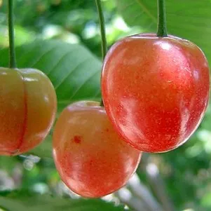 

Черешня Красная горка