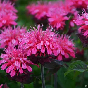 

Монарда Пинк Лейс