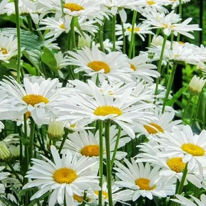 

Ромашка (Нивяник) Аляска