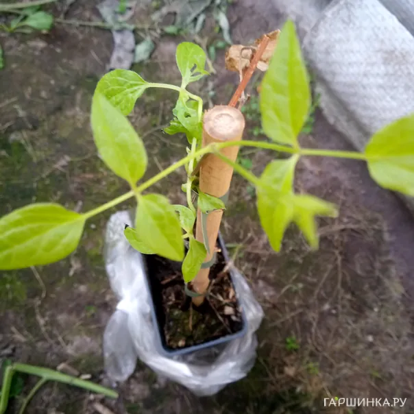 превью изображения отзыва