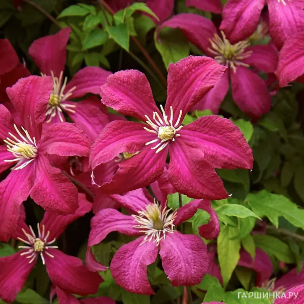 превью изображения отзыва