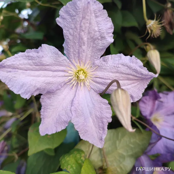 превью изображения отзыва