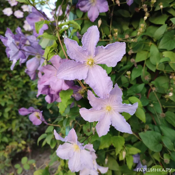 превью изображения отзыва