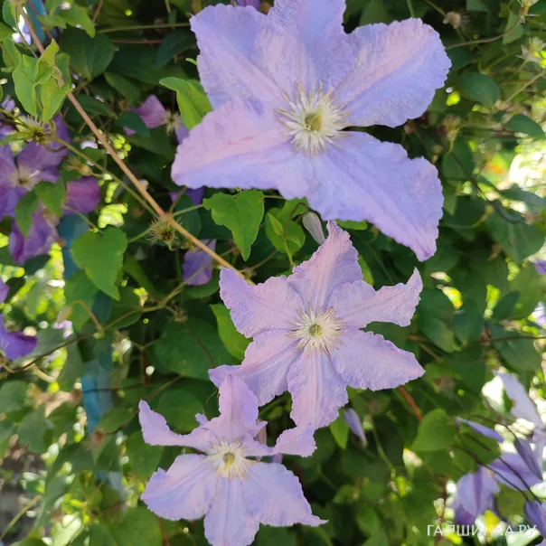 превью изображения отзыва