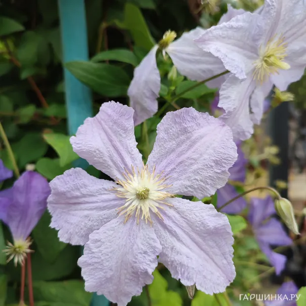 превью изображения отзыва