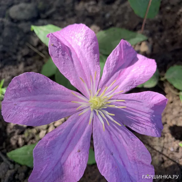 превью изображения отзыва