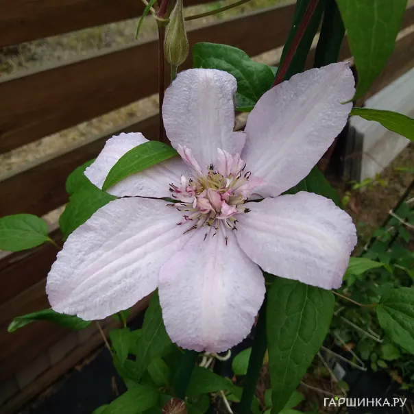 превью изображения отзыва