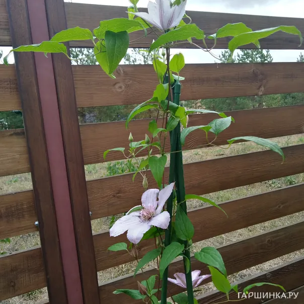 превью изображения отзыва