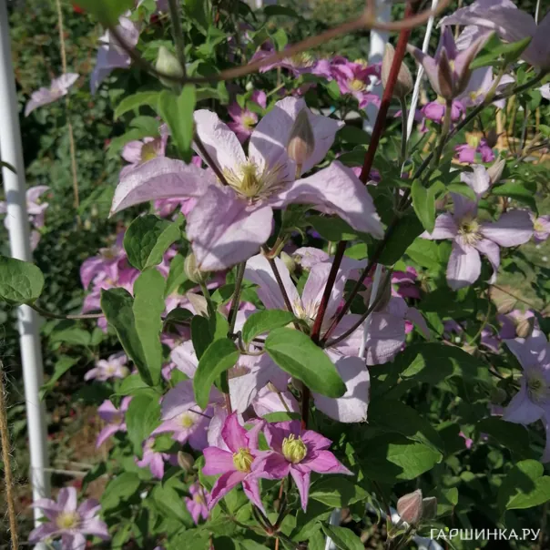 превью изображения отзыва