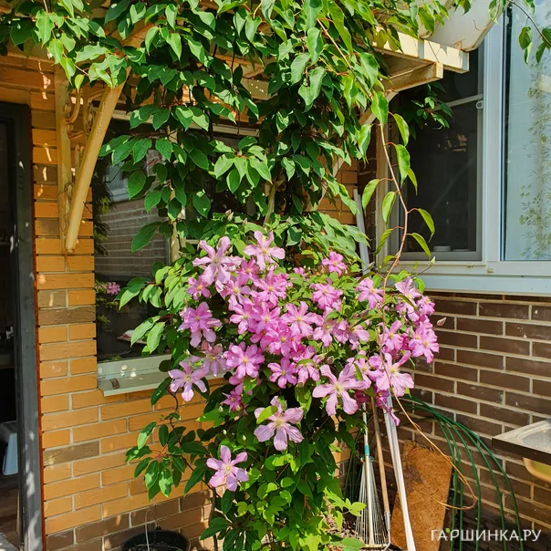 превью изображения отзыва