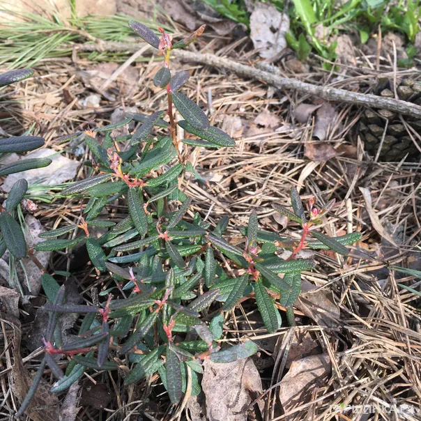 превью изображения отзыва