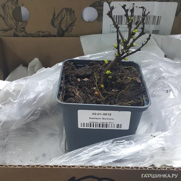 превью изображения отзыва