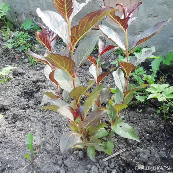 превью изображения отзыва