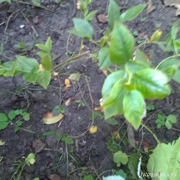 превью изображения отзыва