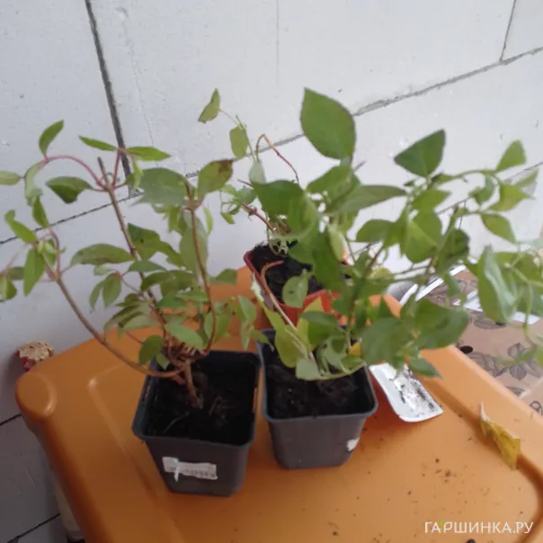 превью изображения отзыва