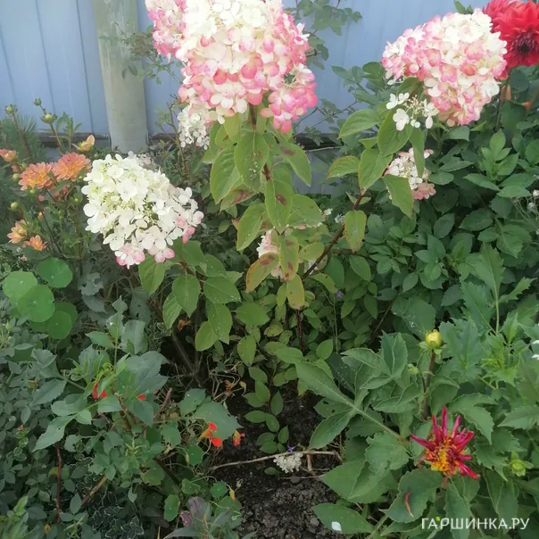 превью изображения отзыва