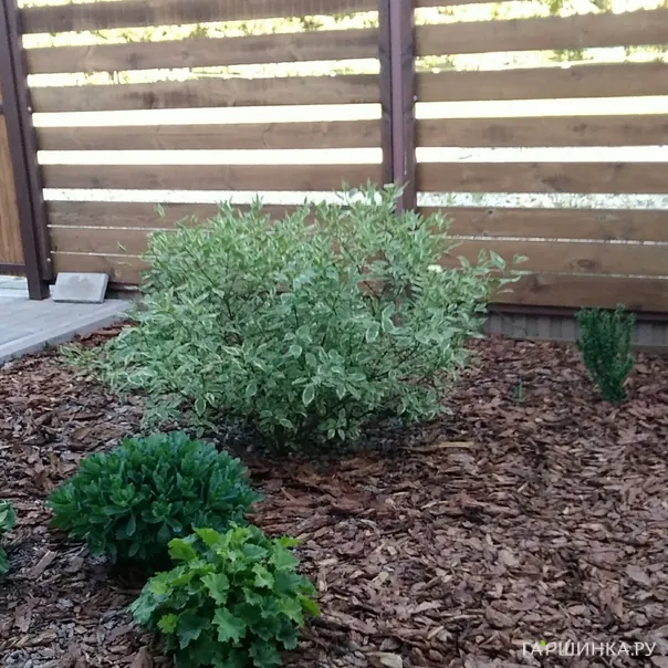 превью изображения отзыва