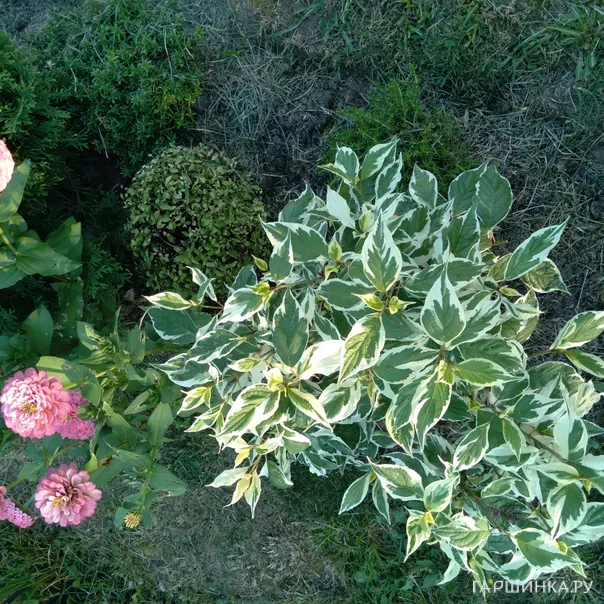 превью изображения отзыва