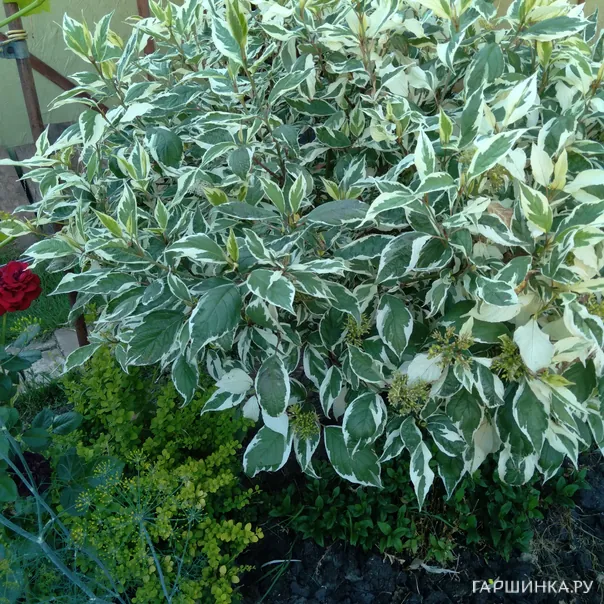 превью изображения отзыва