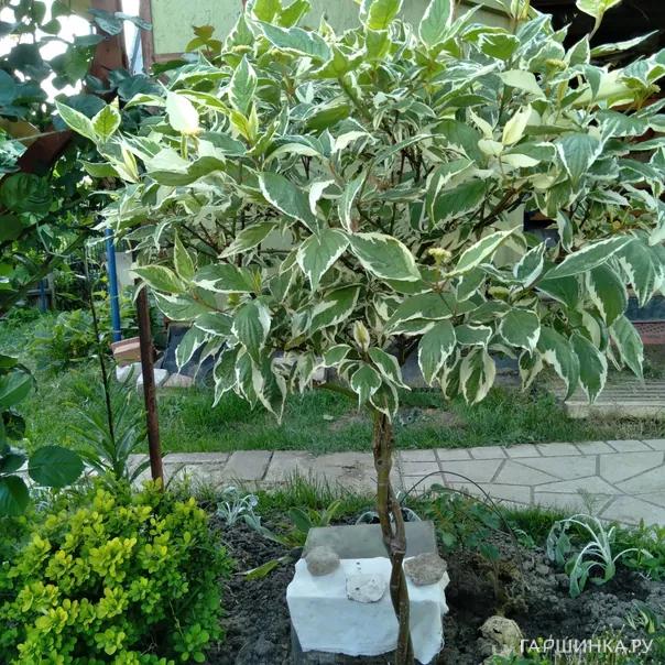 превью изображения отзыва