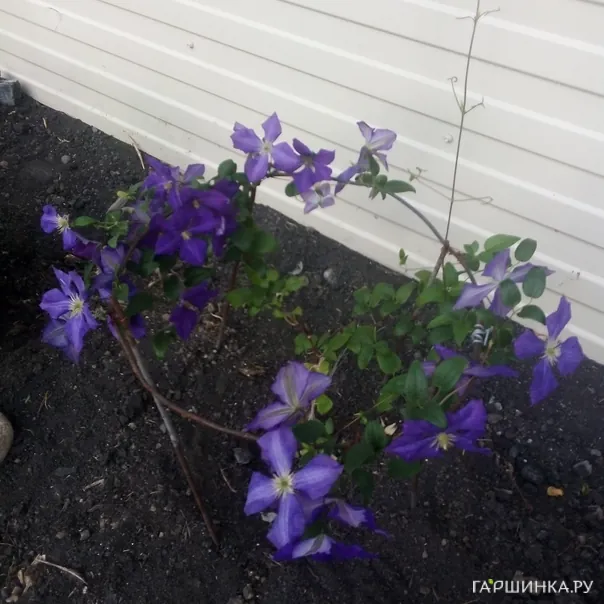 превью изображения отзыва