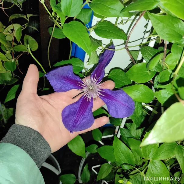 превью изображения отзыва