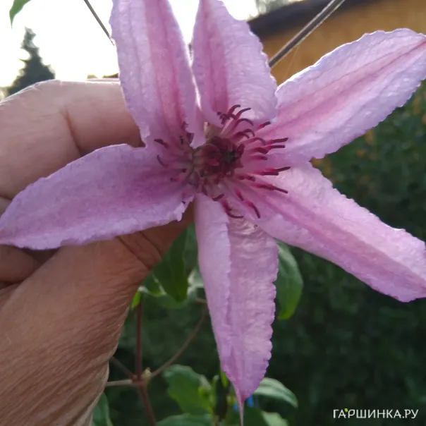 превью изображения отзыва