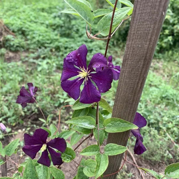 превью изображения отзыва