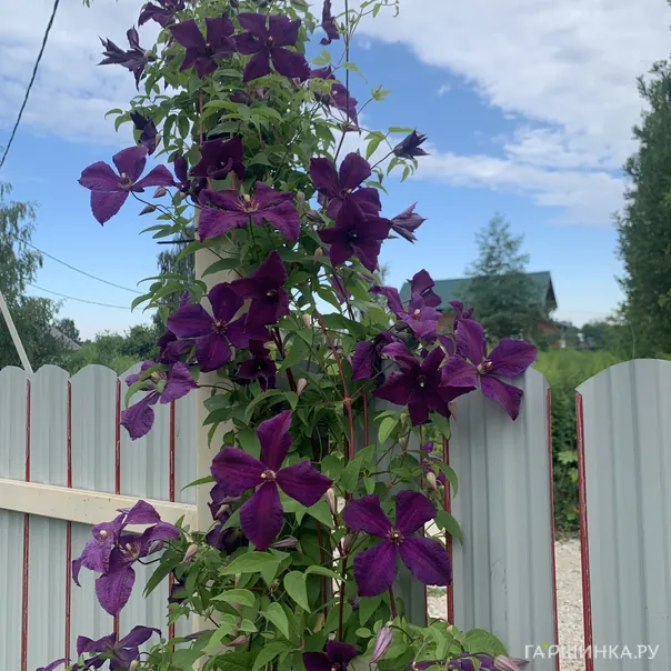 превью изображения отзыва